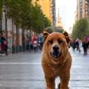 Perro caminando tranquilo en una calle de Barcelona