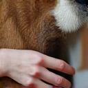 Perro de apoyo emocional con su tutor
