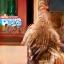 Cliente y su Golden Retriever